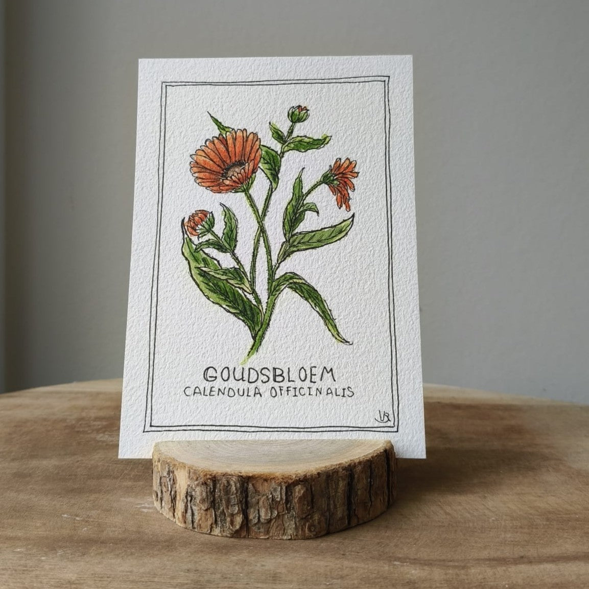 Goudsbloem