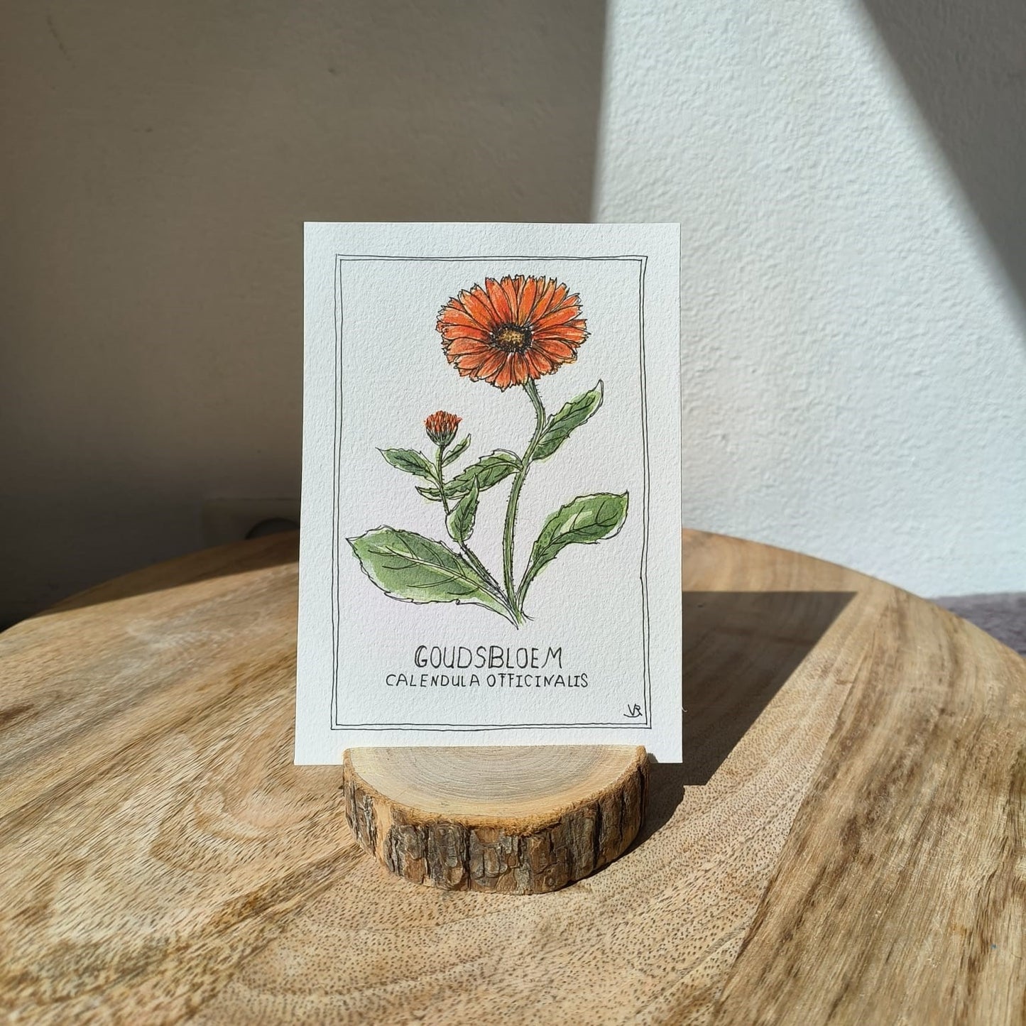 Goudsbloem