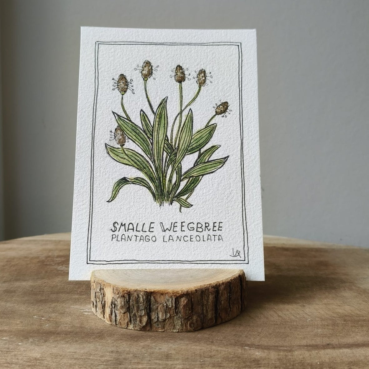 Smalle weegbree