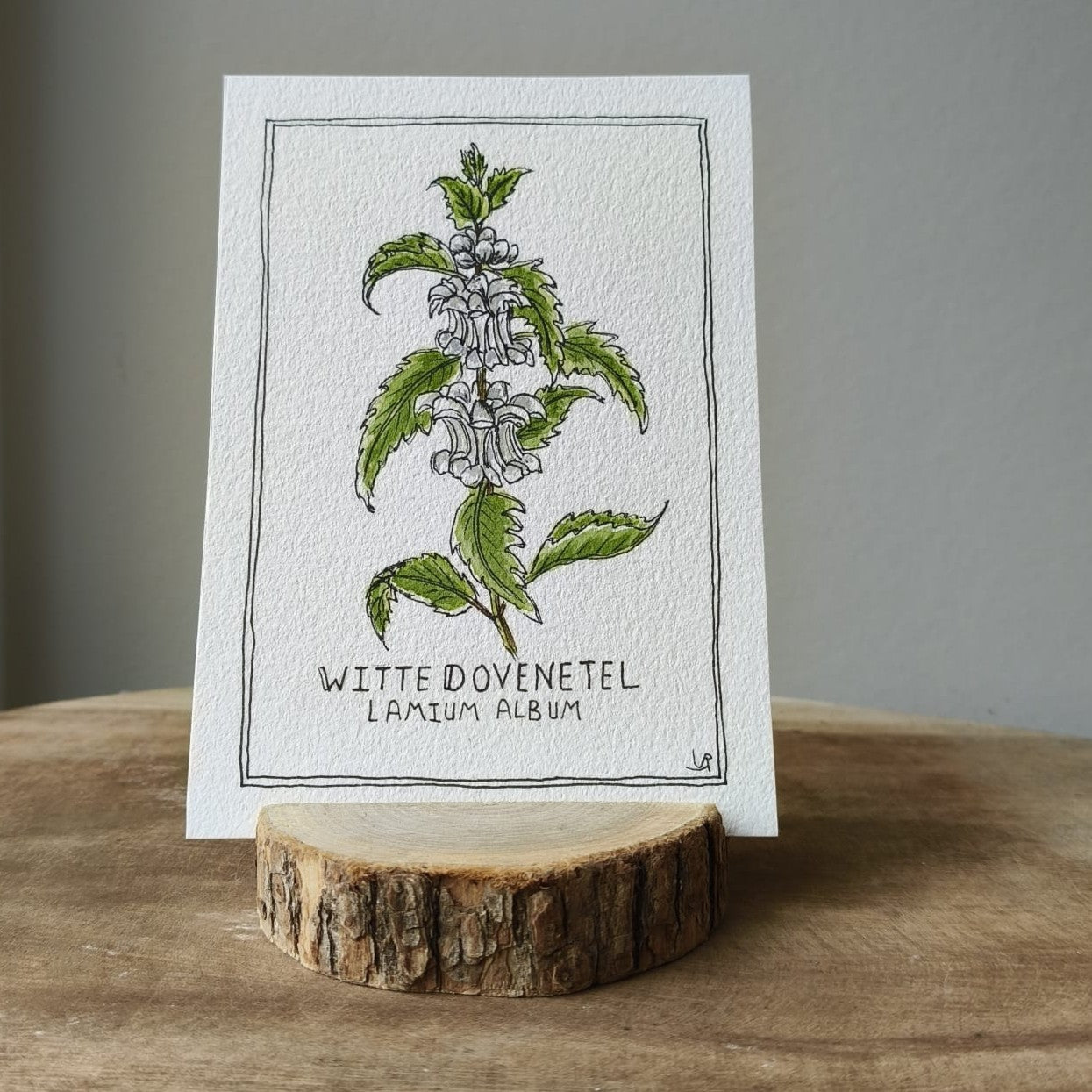 Witte dovenetel